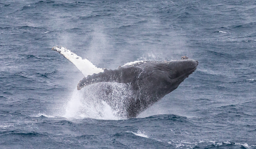Whale's Tsukahara