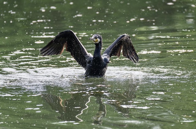 Ready to take off - Great Cormorant