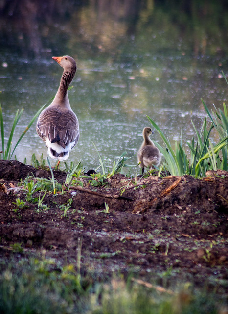 Greylag geese, mother and baby