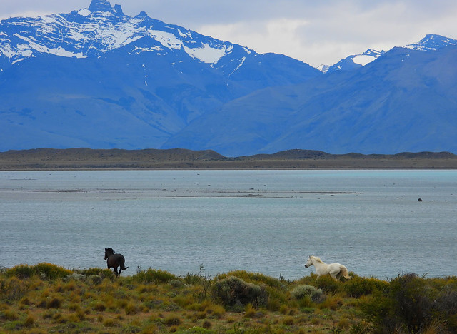Wild horses, Lake Argentino, El Calafate, Santa Cruz, Patagonia, Argentina
