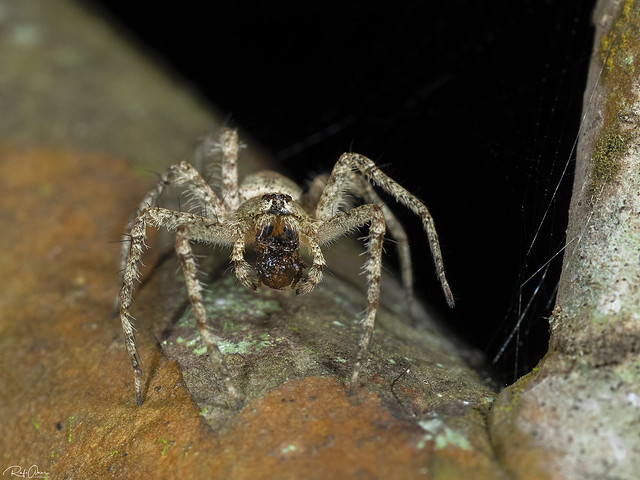 Family Pisauridae - Nursery Web Spiders