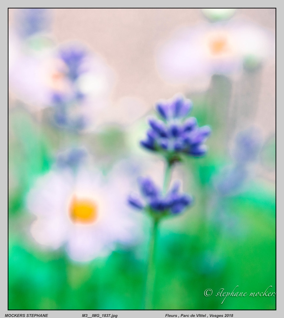 Fleurs , Parc de VIttel , Vosges 2018