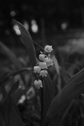 Lily of the Valley | These flowers remind me of the Paris, a… | Flickr