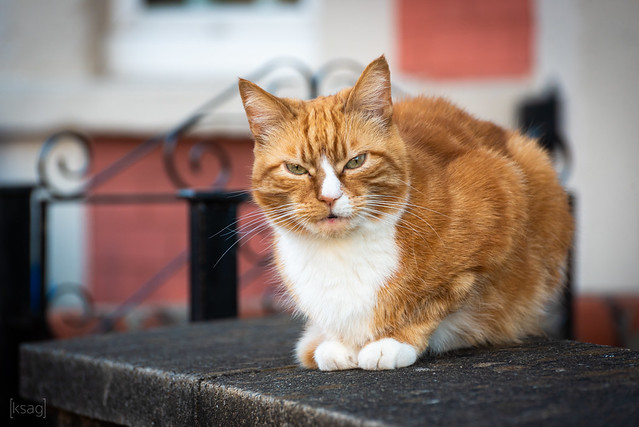 Cat on Langton Court Road, Bristol, UK