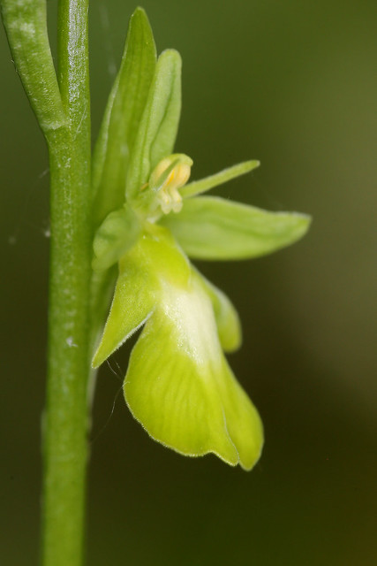 Ophrys insectifera var ochroleuca.