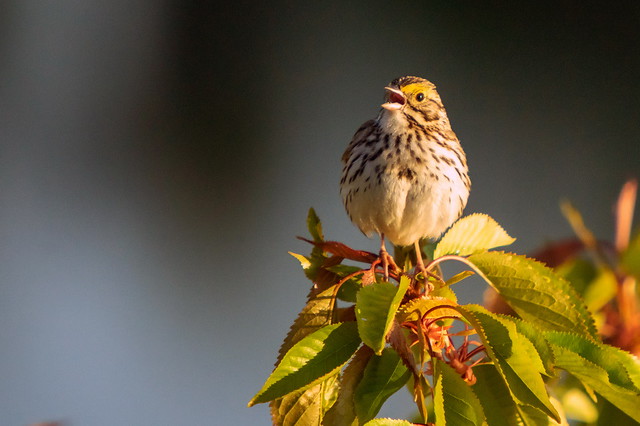 savannah sparrow-7518