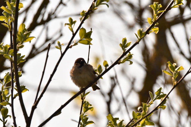 Tree Spaarrow