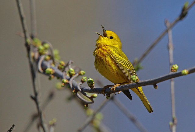 Male yellow warbler