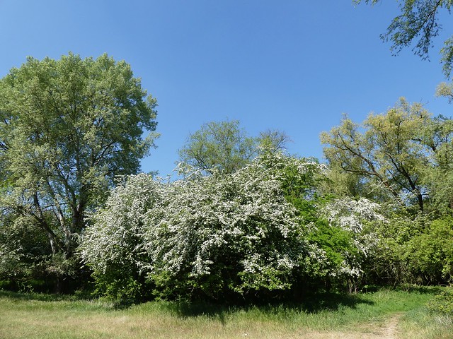 Naturschutzgebiet Neckarwasen
