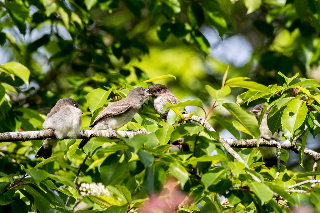 Eastern Phoebe feeding fledgings fish-8, Sequence of photos…