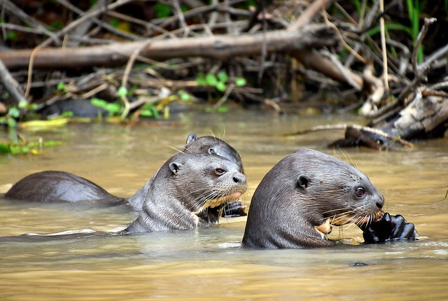 Giant River Otter lunch break in the Pantanal.
