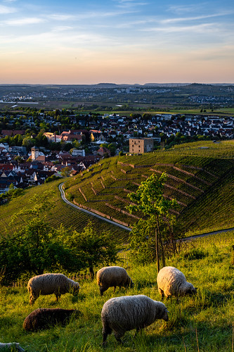 Idyllic Sunset by DrQ_Emilian, landscape view vineyards hill town rural countryside sheep animals livestock grass sunset dawn eveni