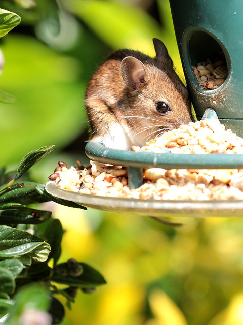 Wood mouse helping himself
