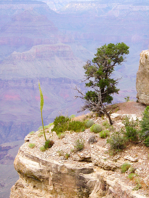 Grand Canyon Rim Arizona