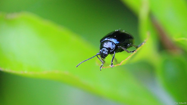 Erlen-Blattkäfer Agelastica alni aus der Familie der Blattkäfer (Chrysomelidae)