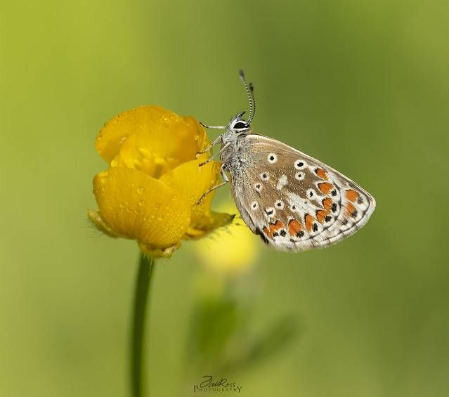 Brown Argus resting on buttercup in early morning.
