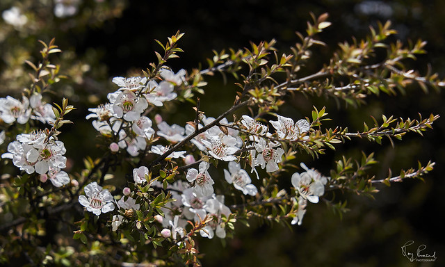 Tea Tree Flowers