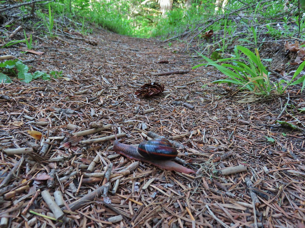 Snail on the North Fork Trail