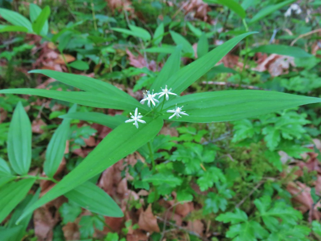 Star-flowered solomonseal