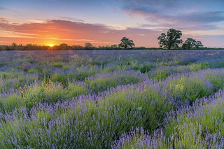 *Sunrise over the lavender field*
