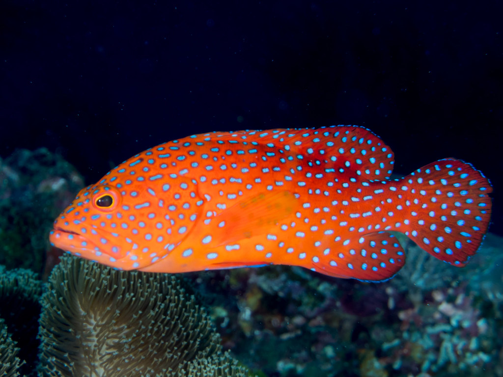 Coral grouper (Cephalopholis miniata) | www.fishbase.se/summ… | Flickr