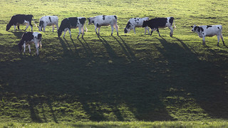 Heifers on the Hill (Getty listed)