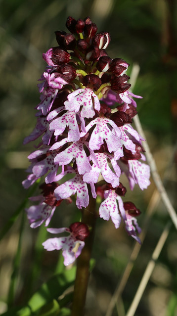 Lady Orchid Orchis Purpurea