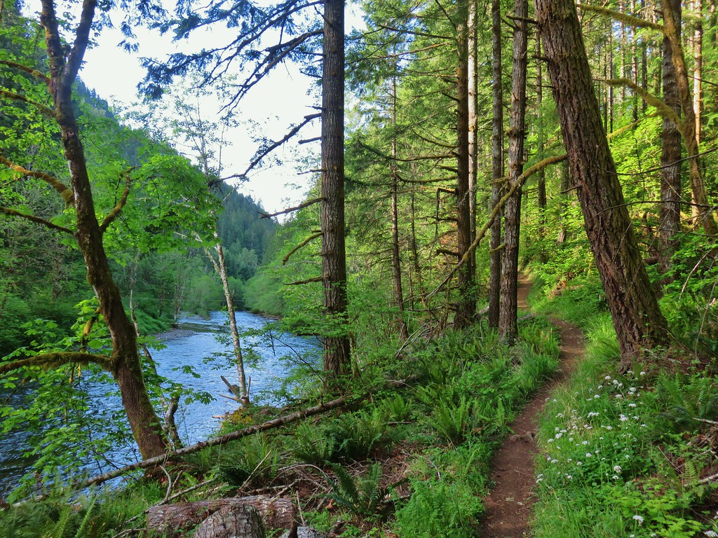 North Fork Trail along the North Fork Willamette River