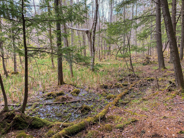 0:24:07 (47%): hayesfarmpark hiking newhampshire etna unitedstatesofamerica