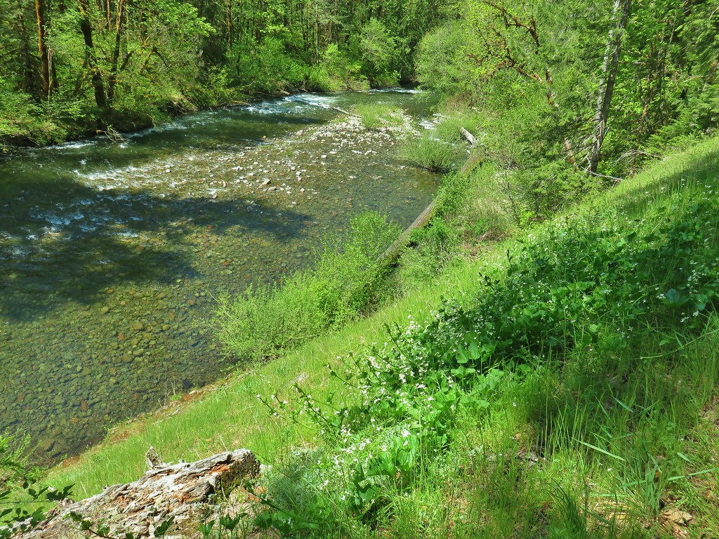 North Fork Willamette River