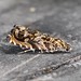 Flickr photo 'Cherry-bark Moth, Enarmonia formosana, (Scopoli, 1763)' by: Jamie McMillan.