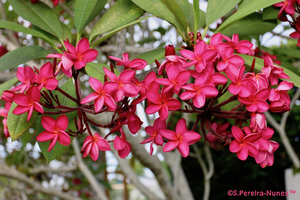 Plumeria Rubra, Jasmim-manga vermelho, Suriname | SN/NC: Plu… | Flickr