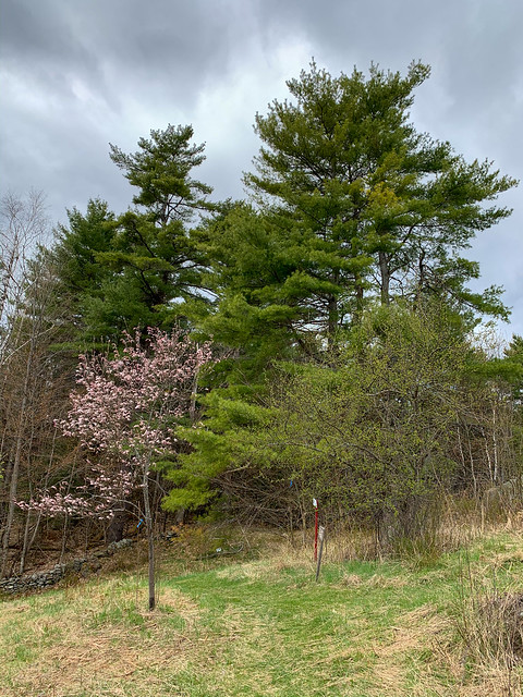 0:14:33 (28%): hayesfarmpark hiking newhampshire etna unitedstatesofamerica