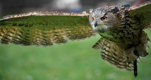 Uhu / Eurasian eagle-owl (Bubo bubo)