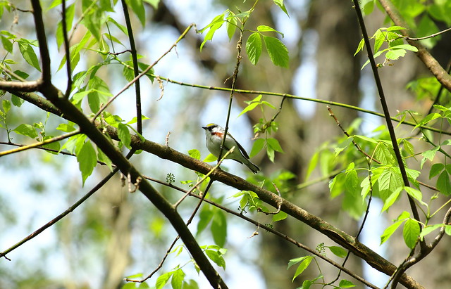 Chestnut-side warbler