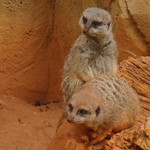 Lincoln Park Zoo meerkats, October 6, 2011