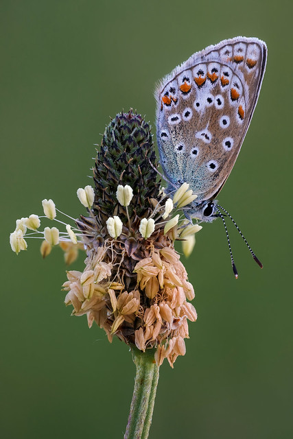 Polyommatus icarus - Icarusblauwtje