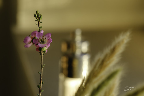 Kitchen Flowers | by OstracodGlow