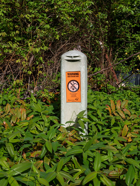 Utility Box in Bush