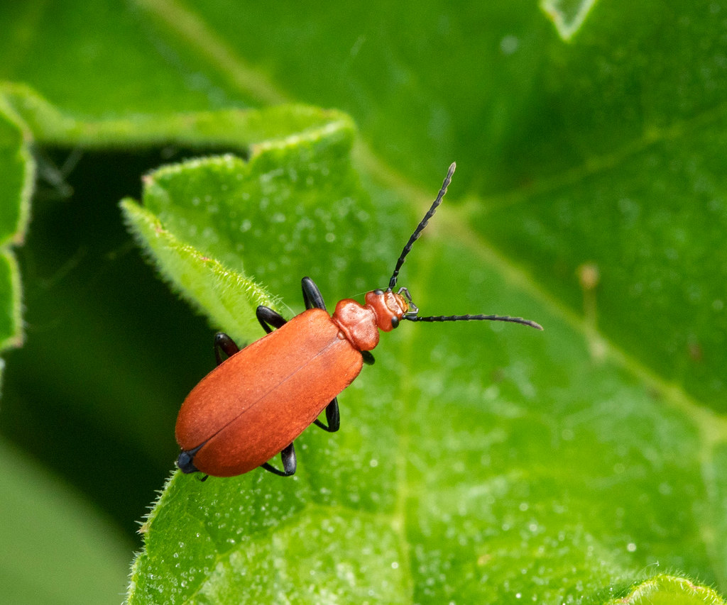 Eessel Insect _25A4934.jpg | Egel50 | Flickr