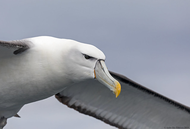 White-capped / Shy Albatross portrait