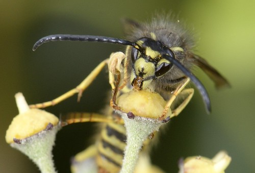 Common Wasp (queen) Nov 2014 | by jgsnow