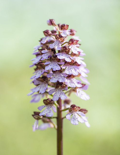 Orchis purpurea Huds - lady orchid - Purpur-Knabenkraut - Detail