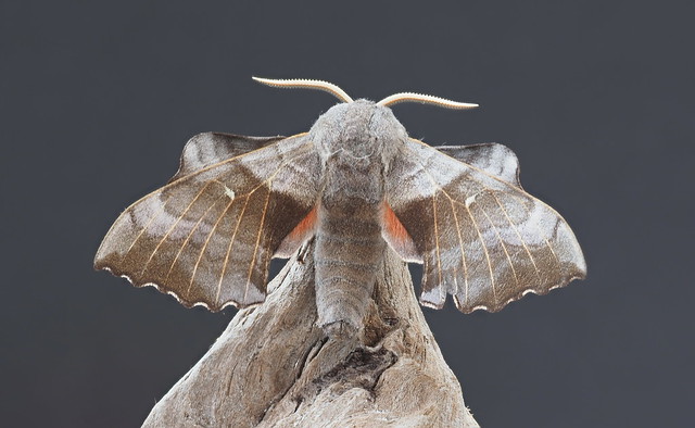 Poplar Hawk Moth (Laothoe populi)