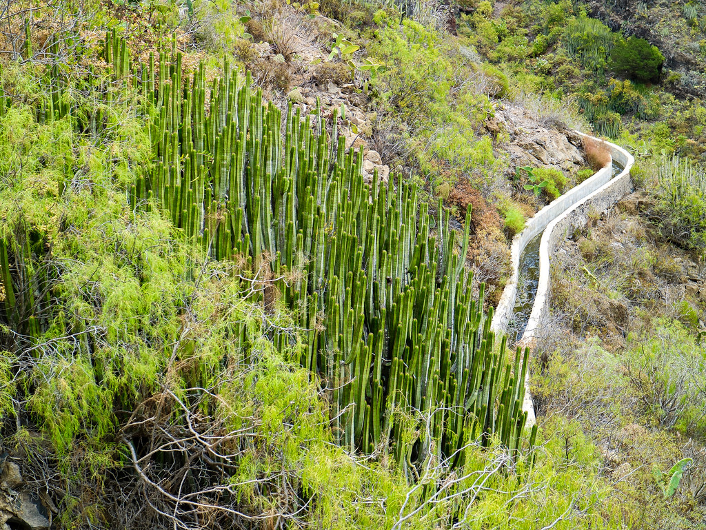 Vegetación del sur de Tenerife
