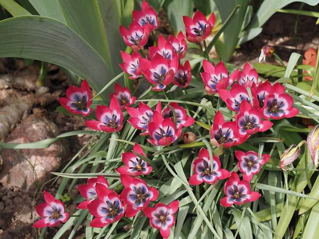 Tulipa 'Little Beauty'
