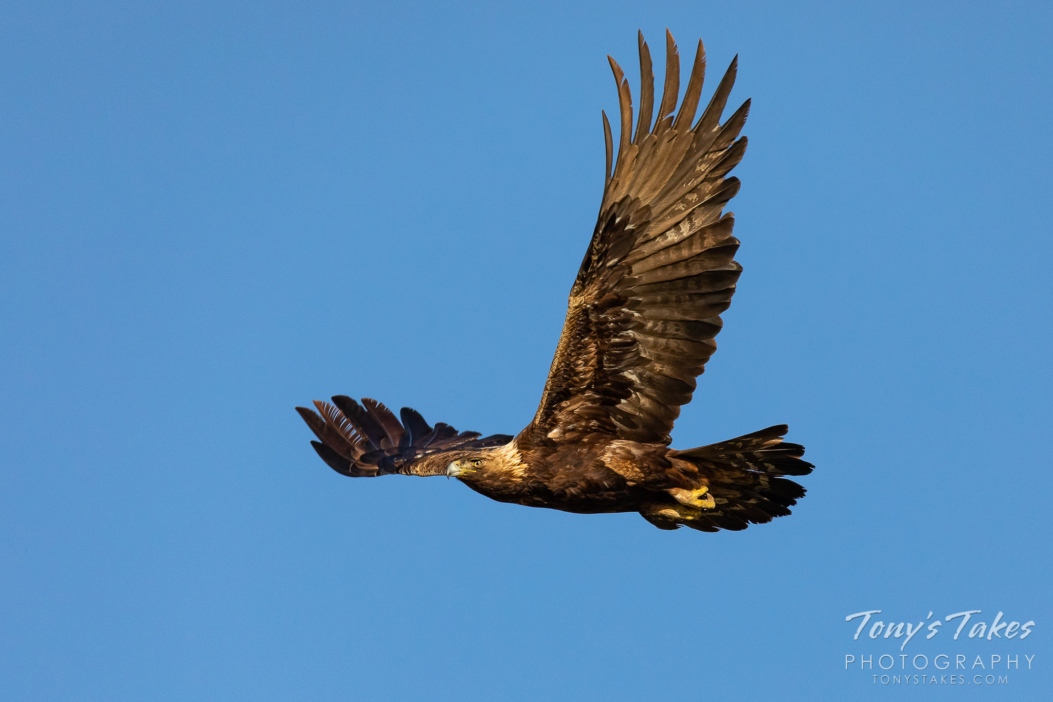 Gorgeous golden eagle flies across the blue skies of Colorado