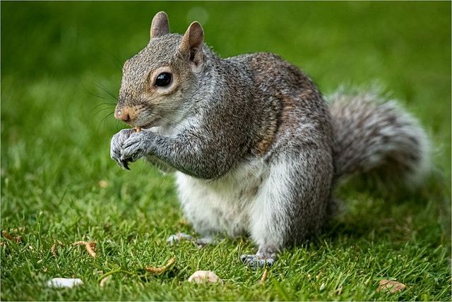 Squirrel with mealworm