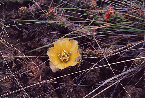 Very low-growing prickly pear cactus found in Canada's Okanogan. The yellow flowers come out in June.