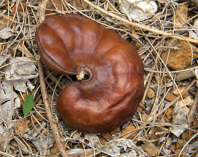 Unusual brown seedpod from the Guanacaste Ear Tree, 'Enterolobium cyclocarpum' found on the ground in Islita, Costa Rica